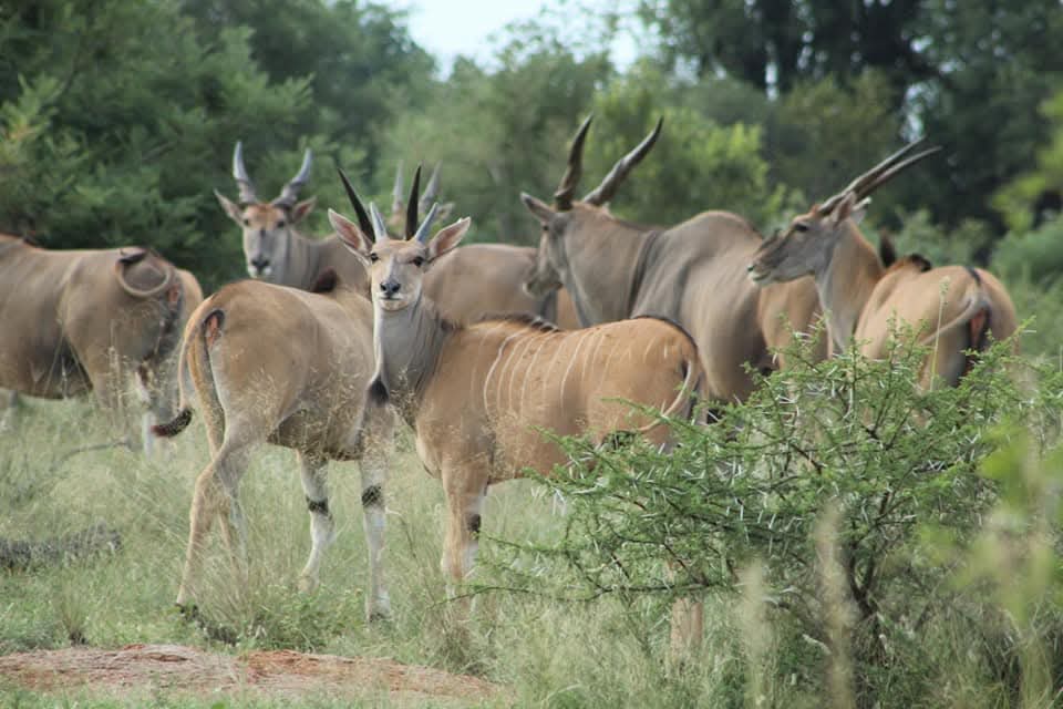 Swa-Zulu Game Lodge — bushveld, wildlife and lodge life