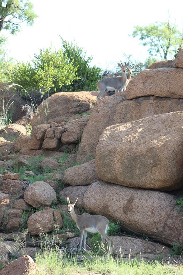Swa-Zulu Game Lodge — bushveld, wildlife and lodge life