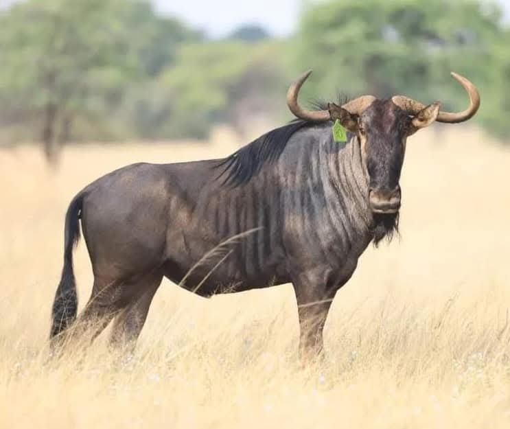 Swa-Zulu Game Lodge — bushveld, wildlife and lodge life
